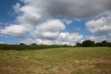 Buğday tarlası ve mavi gökyüzü