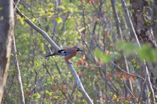 stock image a bird on a branch