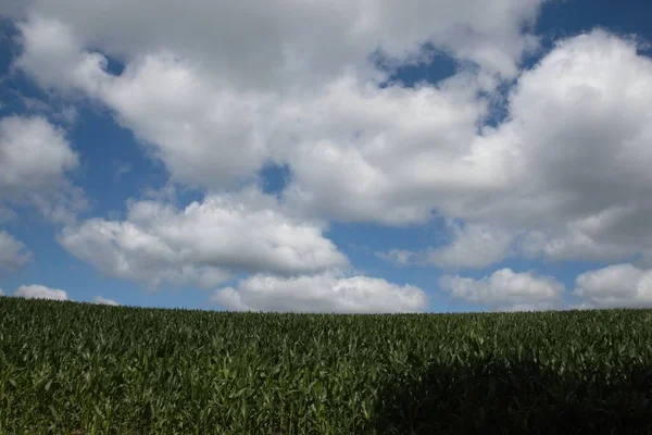 Wheat Field Blue Sky — Stock Photo, Image