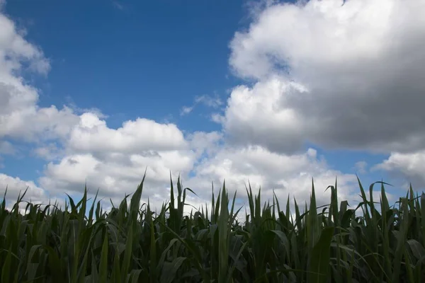 Wheat Field Blue Sky — Stock Photo, Image
