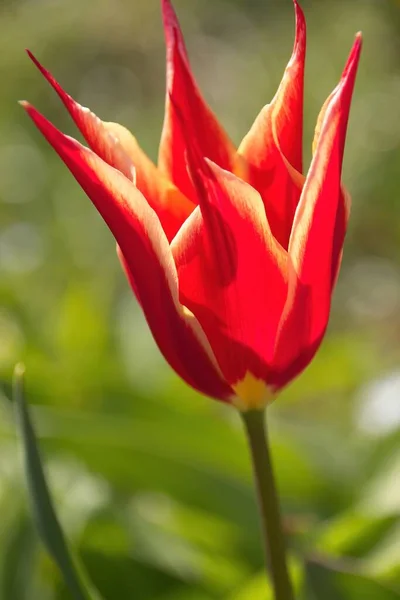 Rote Tulpe Auf Grünem Hintergrund — Stockfoto