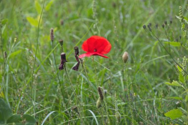 Tarlada haşhaş çiçekleri