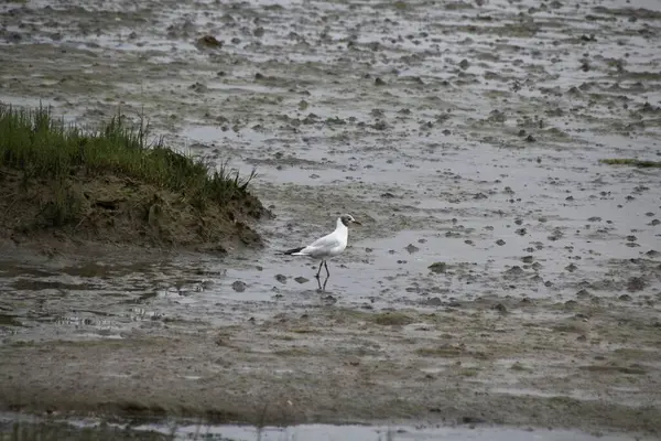 stock image seagull on the beach