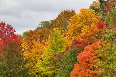 Ormanda sonbahar renkleri