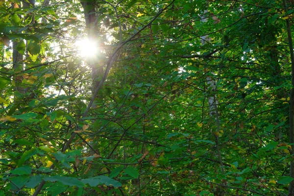Sinar Matahari Melalui Hutan — Stok Foto