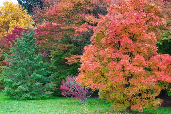 Herbstliche Farben Wald — Stockfoto