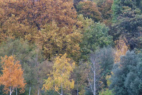 Ormanda sonbahar renkleri