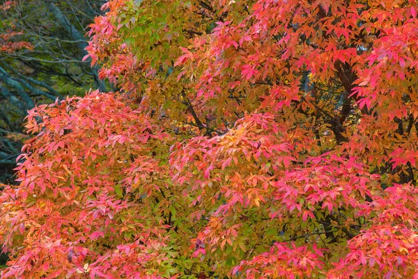 Stock image autumn colors in the forest