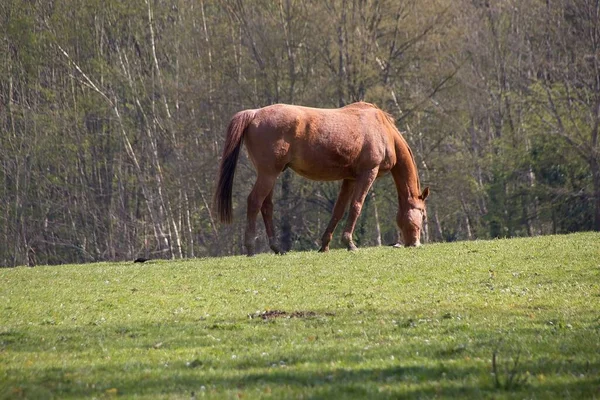 Horse Grazing Field — Stock Photo, Image