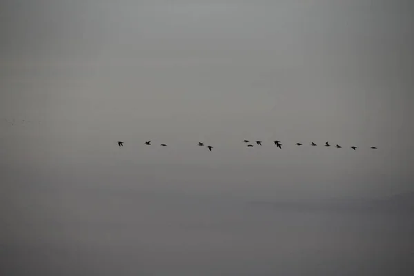 Птицы Небе — стоковое фото