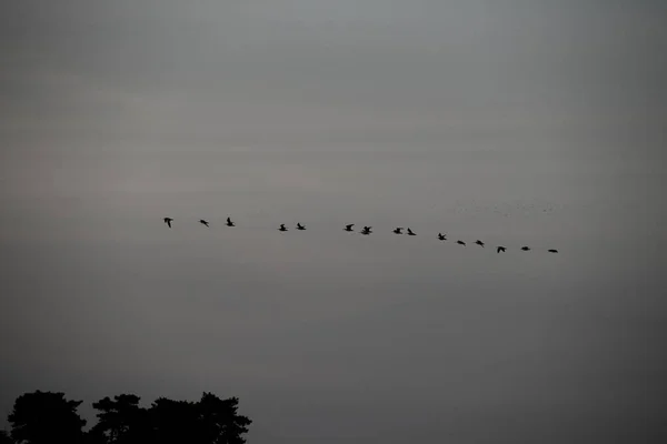 Vögel Himmel — Stockfoto
