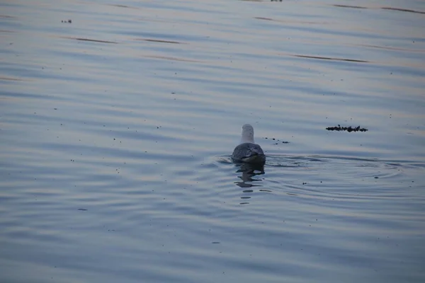 Ente Schwimmt Wasser — Stockfoto