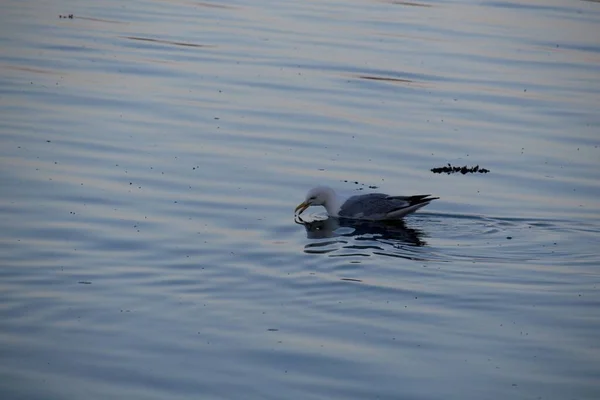Ente Schwimmt Wasser — Stockfoto