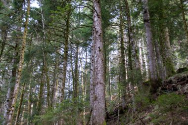 Ormandaki ağaç gövdesi