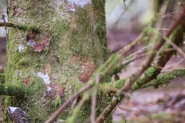 Ormandaki ağaç gövdesi