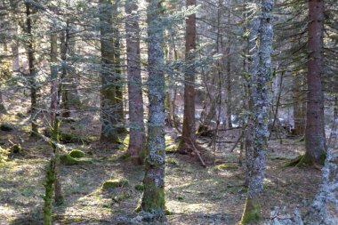 Ormandaki ağaç gövdesi