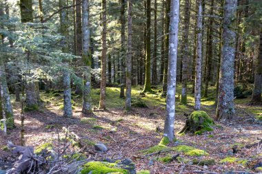 Ormandaki ağaç gövdesi
