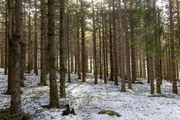 Baumstamm Wald — Stockfoto