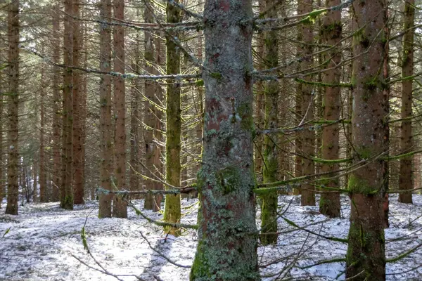 Tronco Árvore Floresta — Fotografia de Stock