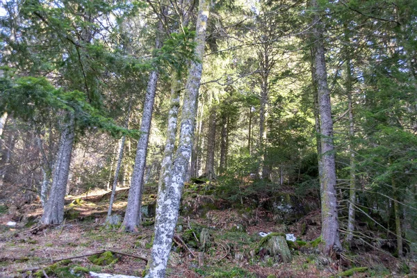 Baumstamm Wald — Stockfoto