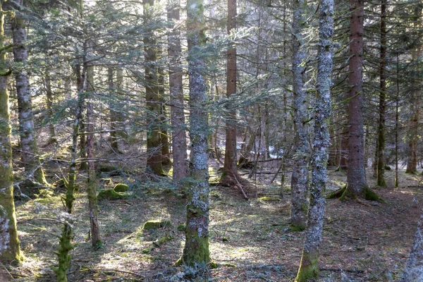 Ormandaki Ağaç Gövdesi — Stok fotoğraf