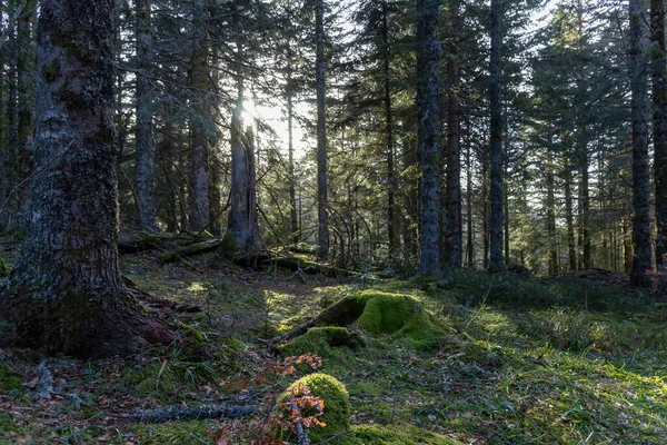 Ormandaki Ağaç Gövdesi — Stok fotoğraf