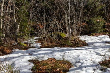 Dağlarda çam ağacı