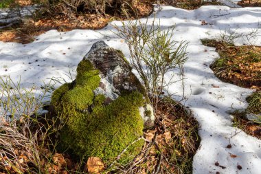 Dağlarda çam ağacı