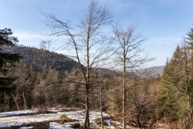 Dağlarda çam ağacı