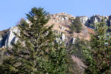 Ormandaki çam ağacı