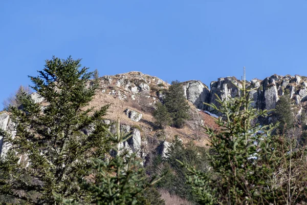 Pin Dans Forêt — Photo