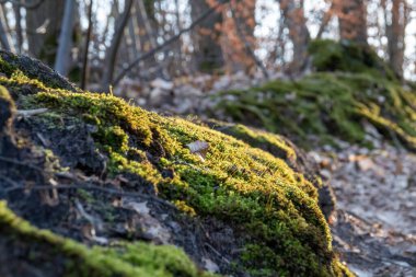 Ağaç gövdesinde yosun