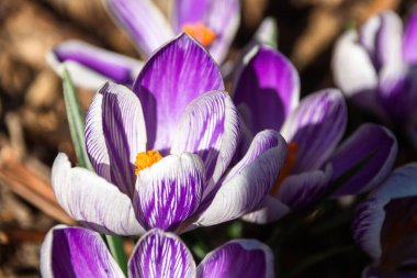 İlkbaharda mor çiçek