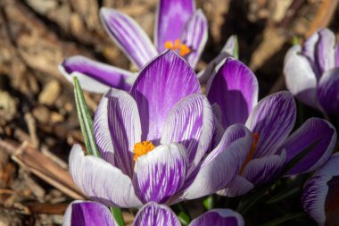 İlkbaharda mor çiçek