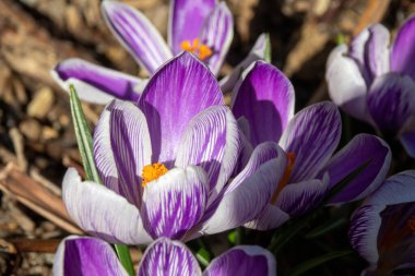 İlkbaharda mor çiçek