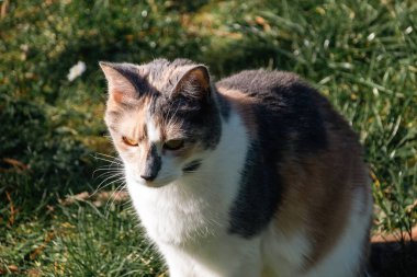 Çimlerin üzerindeki kedi