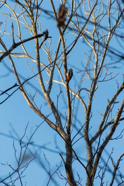 Птах Гілці — стокове фото