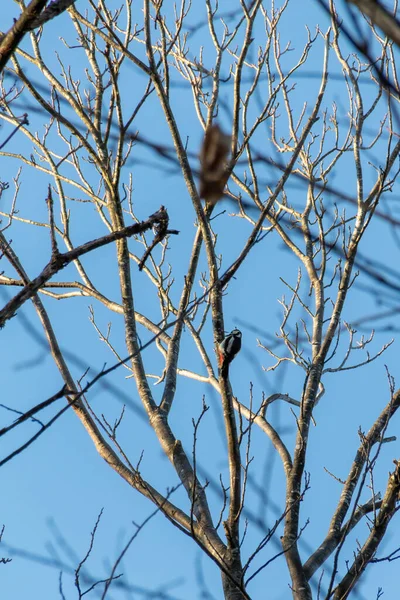 Bird Branch — Stock Photo, Image