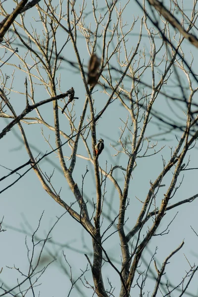 枝に鳥がいて — ストック写真