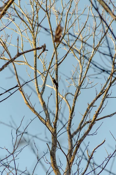 Oiseau Sur Une Branche — Photo