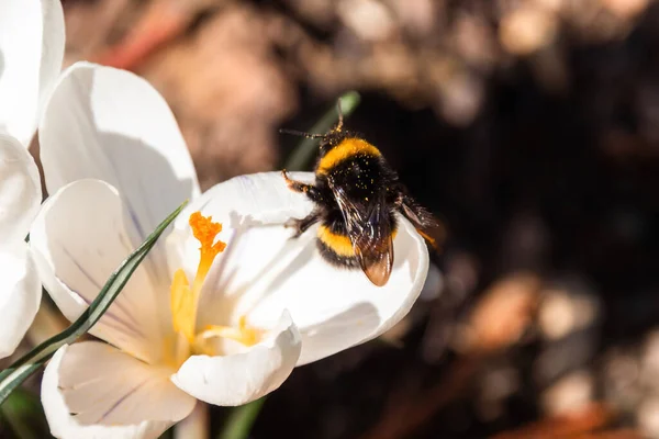 stock image bee on a white crocus flower