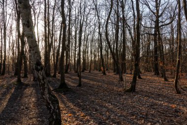 Sonbahar ormanı sabahları