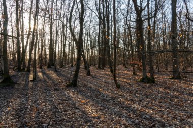 Sonbahar ormanı sabahları