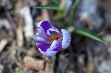 Yerdeki bahar çiçekleri