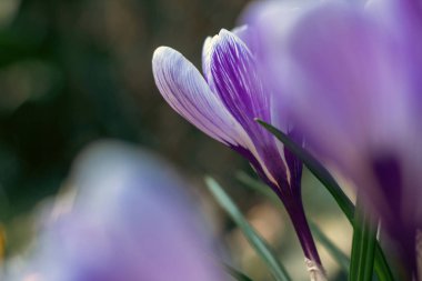 Yerdeki bahar çiçekleri