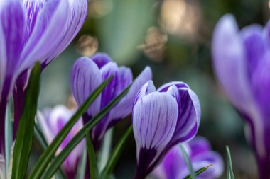 Yerdeki bahar çiçekleri
