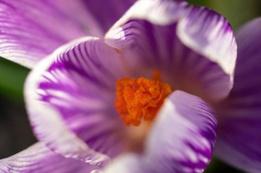 Yerdeki bahar çiçekleri