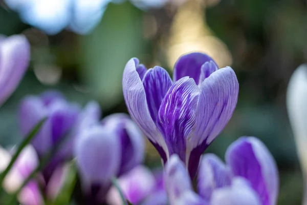 Весенние Крокус Цветы Земле — стоковое фото