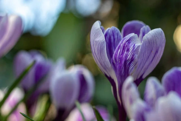 Spring Crocus Flowers Ground — Stock Photo, Image