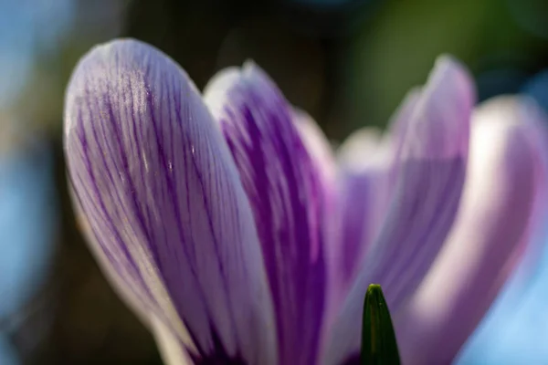 stock image spring crocus flowers on the ground